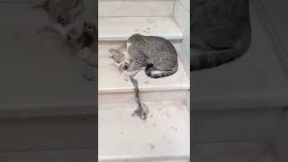 This Aggressive Mother Cat Eats Her Kitten At Once #Shorts
