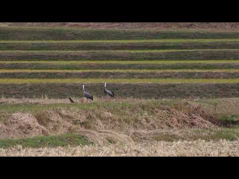 Guindaste Yatsushiro da cidade de Shunan (9 de novembro de 2023, primeira chegada do ano) vídeo 4K