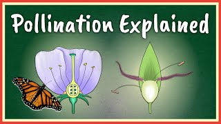 Pollination Explained