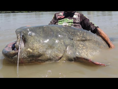 Catturato nel Po a Revere il "mostro" ricercato da 23 anni: la pesca è da record