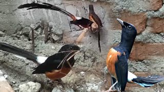 Download lagu 1000% Kawin, Suara Rintihan Murai Birahi Paling Ampuh Memancing Murai Kurang Birahi Agar Cepat Cuz mp3