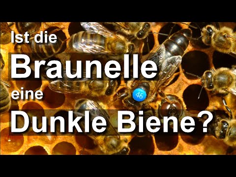 Ist die Braunelle eine Dunkle Biene? Anmerkungen von Nordbiene zur Dunklen Biene aus Tirol