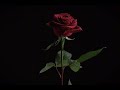 Lolo Zouaï Desert Rose Slowed Reverb