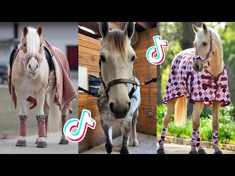 1 HOUR Of Reletable HORSE TikTok Compilation #144