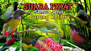 Download lagu SUARA PIKAT SEMUA JENIS BURUNG KOLIBRI ANTI ZONK mp3