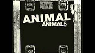 A N I M A L  ATROPELLO