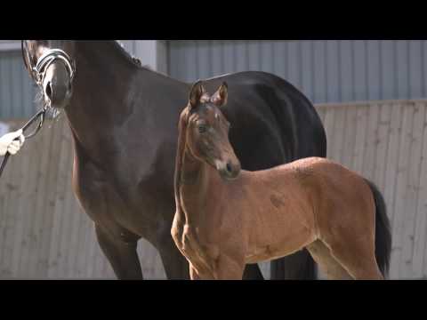 HP Horses foals & Vitalis June 2016