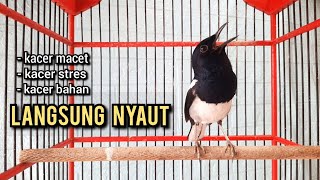 Download lagu kacer gacor NGEPLONG TARUNG ini paling AMPUH buat PANCINGAN KACER agar EMOSI NYAUT mp3 Download lagu kacer gacor NGEPLONG TARUNG ini paling AMPUH buat PANCINGAN KACER agar EMOSI NYAUT mp3
