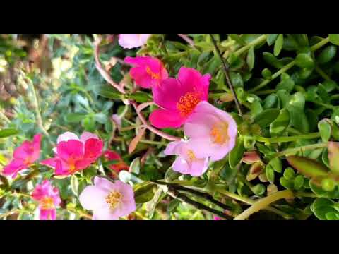 blooming  flowers  💖