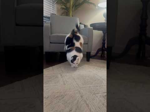 Jasmine is Pure Innocence #cat