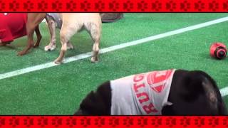 preview picture of video '2013 Rutgers Bow Wow Bowl sponsored by Camp Bow Wow of Middlesex NJ'