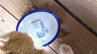 Ice Water Cat.MOV