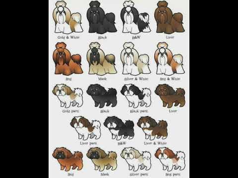 Different types of shih tzu  puppies colour which permission able in breed  show .