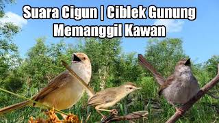 Download lagu Suara Cigun | Ciblek Gunung Memanggil Kawan mp3 Download lagu Suara Cigun | Ciblek Gunung Memanggil Kawan mp3