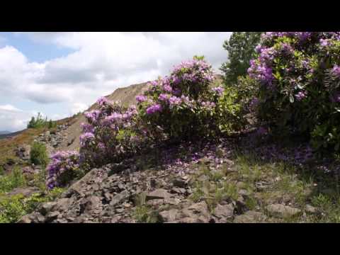 Rhododendron ponticum