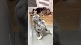 Blue Merle and Chocolate Merle Border Collie Puppies: Double the Cuteness! 🐾💙🍫 #BlueMerle