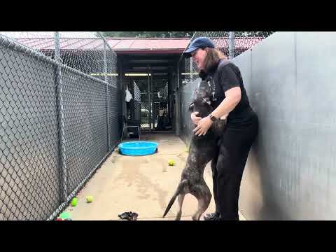 Damon, adoptable American Pit Bull Terrier / Bull Terrier at Chicago Animal Care and Control