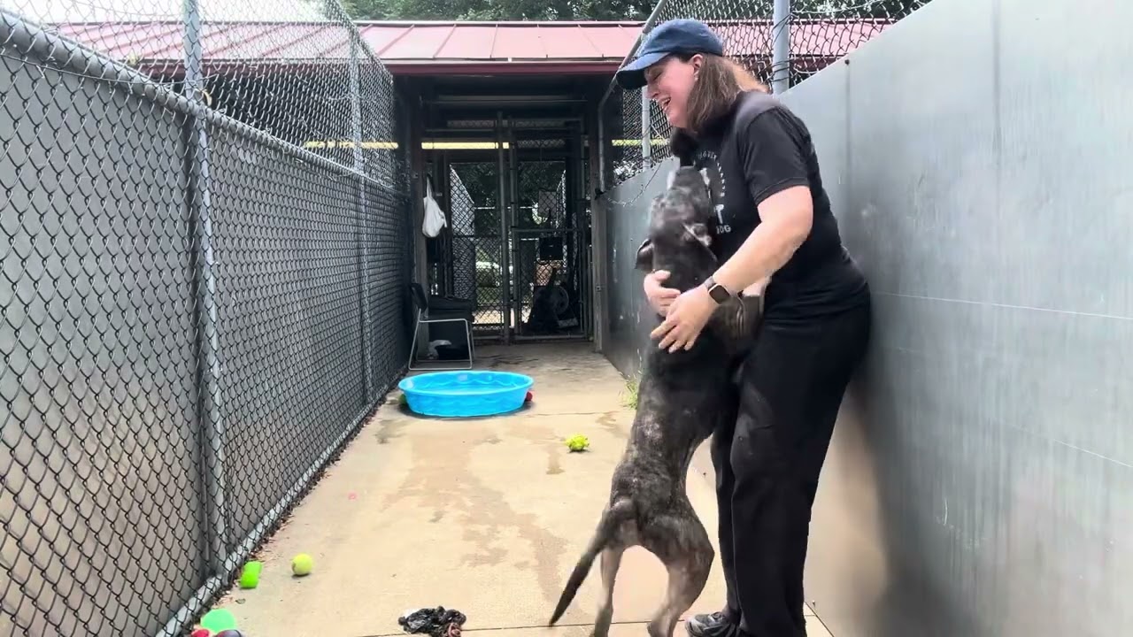 Damon video preview