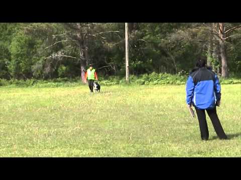 Jokun BH-koe 16.6.2015 Hyvinkää