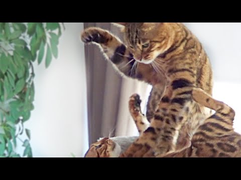Mother Cat gets Angry Because her Kittens Won't Listen