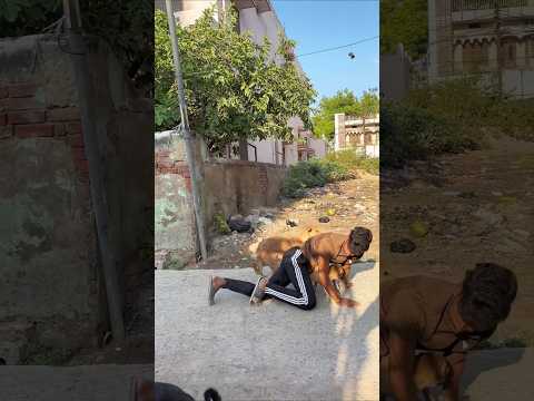 Dog's best friend ever 🥲❤️ #cutedog #doglife #khatarnakdoggy #doggybestfriend #youtubeshorts