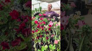 EXPO SANTA, BAZAR DE FLORES, ROUPAS, ACESSORIOS NA SANTA CASA DE GOIÂNIA