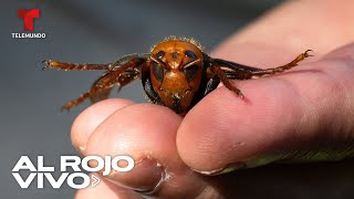 Destruyen el primer nido de avispones gigantes asesinos en Washington | Al Rojo Vivo | Telemundo