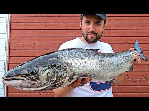 LOHTA OULUJOELTA - LOHEN PERKAUS - SPINFLUGA VÄLINEET - LUONNONMUKAISET KALATIET JA VAELLUSKALA