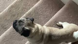 Video preview image #1 Pug Puppy For Sale in Rustburg, VA, USA