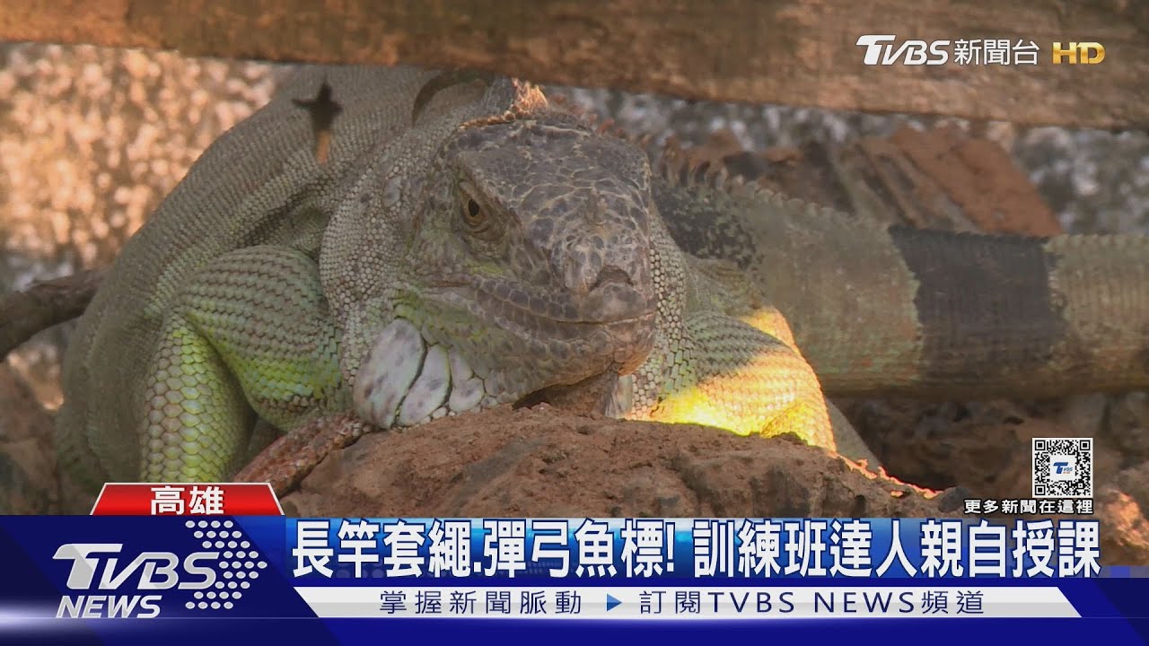 誇張！高雄捕捉綠鬣蜥訓練班開課！　民眾驚：開放就秒殺