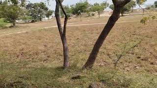  Agricultural Land for Sale in Walajabad, Kanchipuram