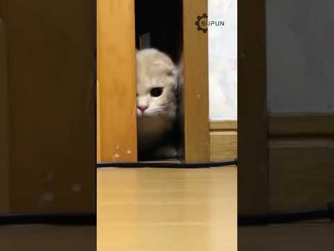 Cute Cat #youtubeshorts #catfunny #cute #catvideos #funnycatvideos #failed #fyp #fypシ゚ #viralvideo