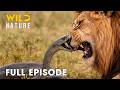 African Savannah Full Episode Nature S Most Dangerous Predators Nature Documentary