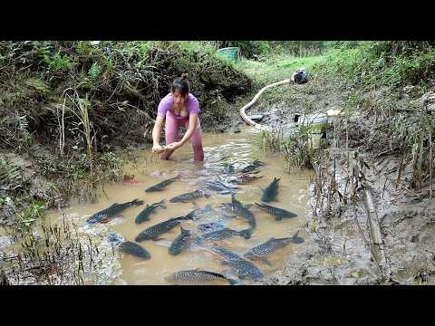 Skills to Catch Unique Fish - Lucky Fishing, Found and Caught Many Catfish & Snakehead Fish