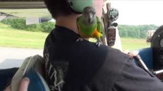 Kili Senegal Parrot - Parrot Flying Airplane (extended version)