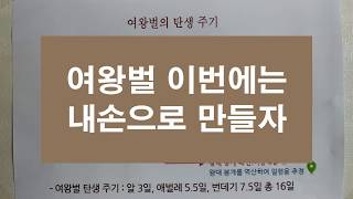 여왕벌 이번에는 직접 만들어 봅시다. 이충에서 왕대까지