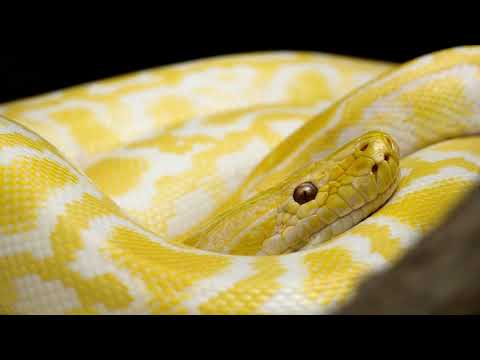 Nightcore - Smartphone - Soto Asa ft. La Zowi