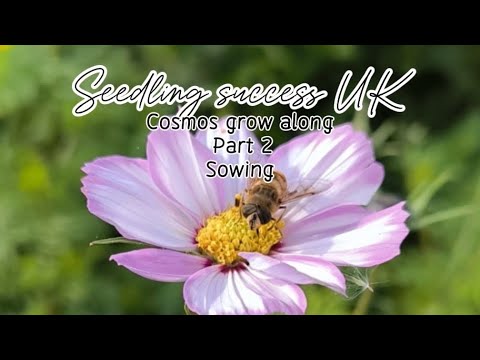 UK Cosmos Seed Sowing: Grow Vibrant Flowers from Scratch