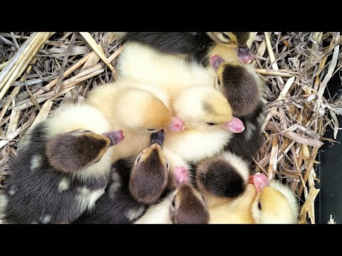 Bobocii de rață mută + puii + toate păsările dimineața!