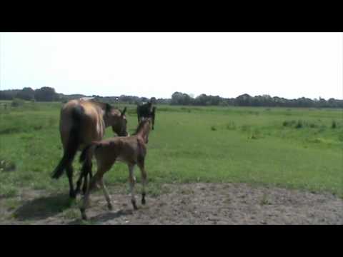 Dolce Vita gli Aironi (2011 Limbus x Nimmerdor x Landgraf) stamm 318D1 .mov