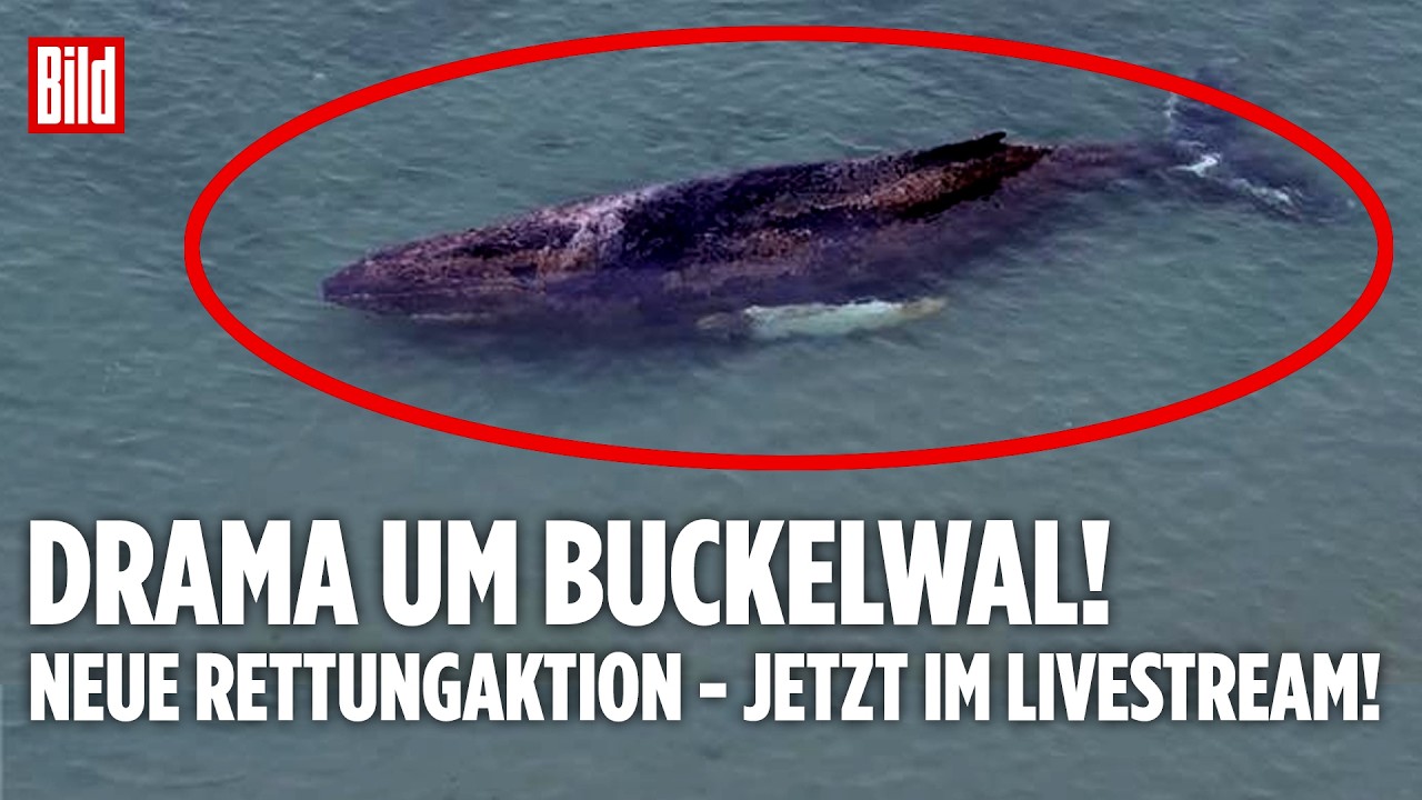 TIMMENDORFER STRAND: Gestrandeter Buckelwal! Ostsee-Drama! Neue Rettungsaktionen laufen! JETZT LIVE