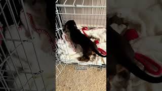 Download lagu @chester_the_sausa: Can’t let the cats get it! 🐾 #dog #doglover mp3 Download lagu @chester_the_sausa: Can’t let the cats get it! 🐾 #dog #doglover mp3