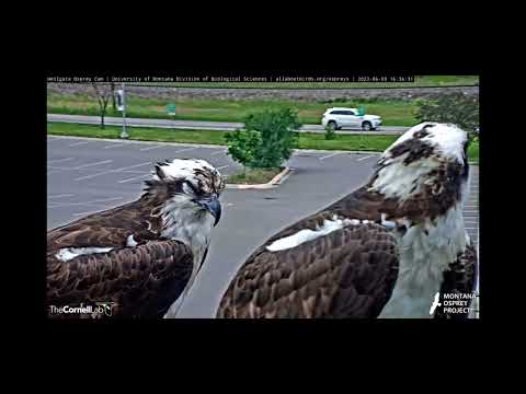 Iris and the visitor (hopefully new fella) Hellgate Osprey 6/9/2023