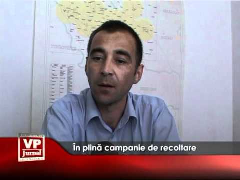 În plină campanie de recoltare