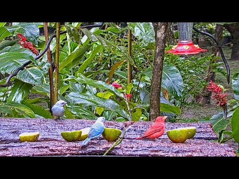 A Variety Of Tanagers Make A Colorful Scene On The Panama Fruit Feeder – Nov. 3, 2020