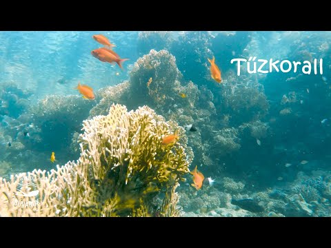 Chilling around fire corals