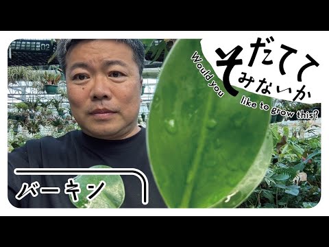 ガンダーマン 植物