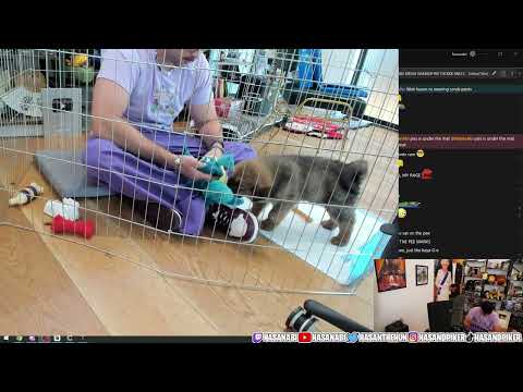 PUPPY PLAYTIME [4/24/2023] | Hasanabi Puppy Arc