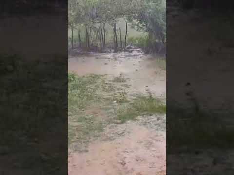 CHUVA EM RIBEIRA DO POMBAL-BA. #chuvasdosertao #chuva #bahia #nordeste #sertão