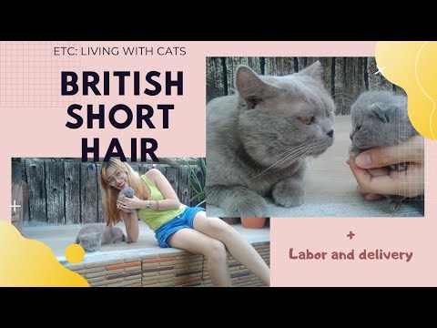 Living with Cats | British Short Hair + Labor and delivery | BITSANDPIECES  Philippines